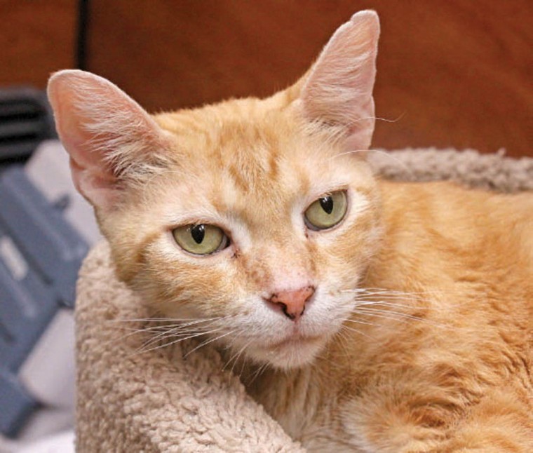 Someone to love: Oscar